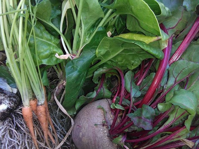 Huerto ecologico