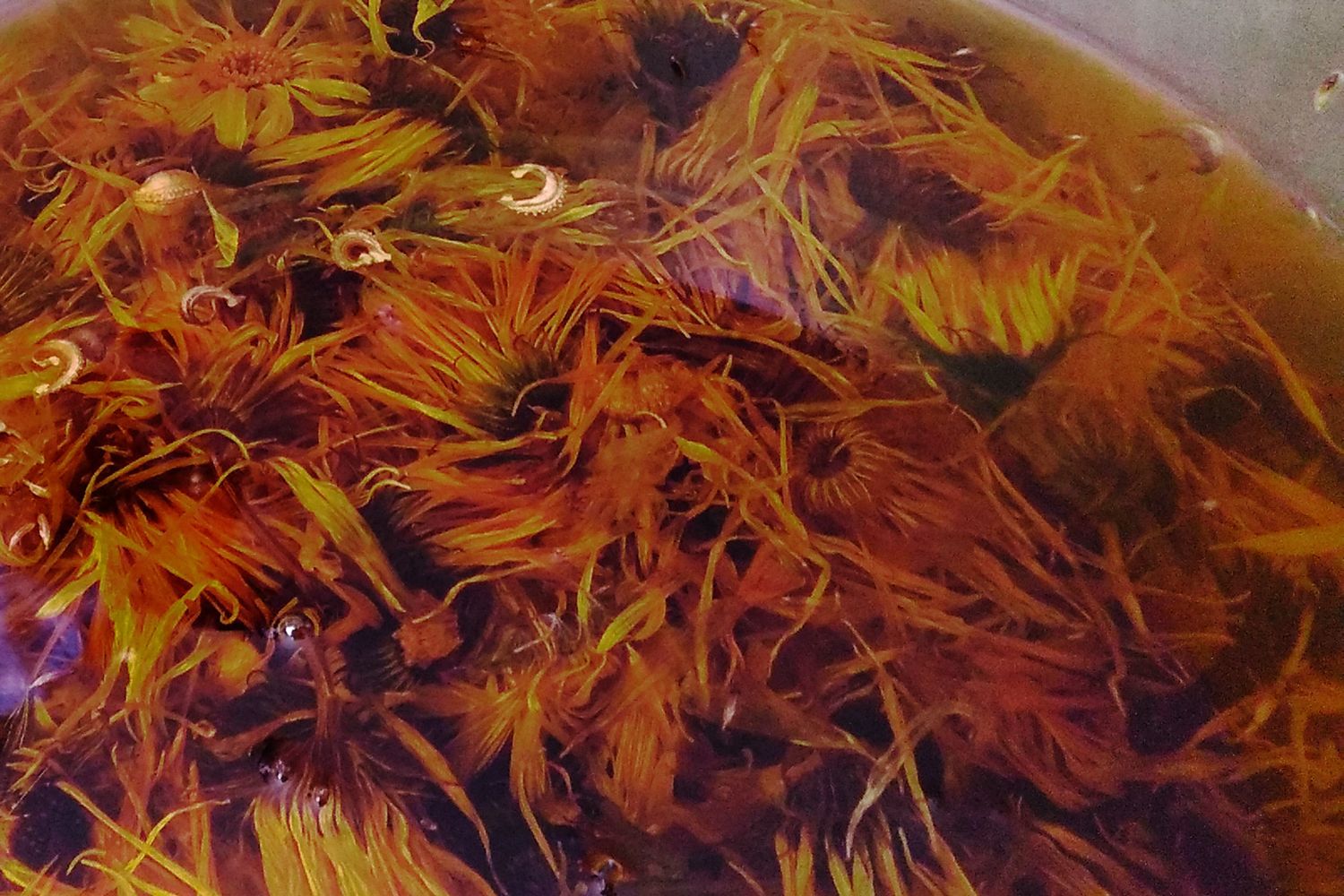 aceite de calendula