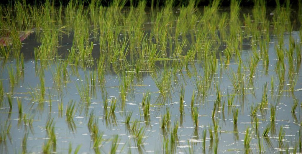 Campos de arroz bañados de agua